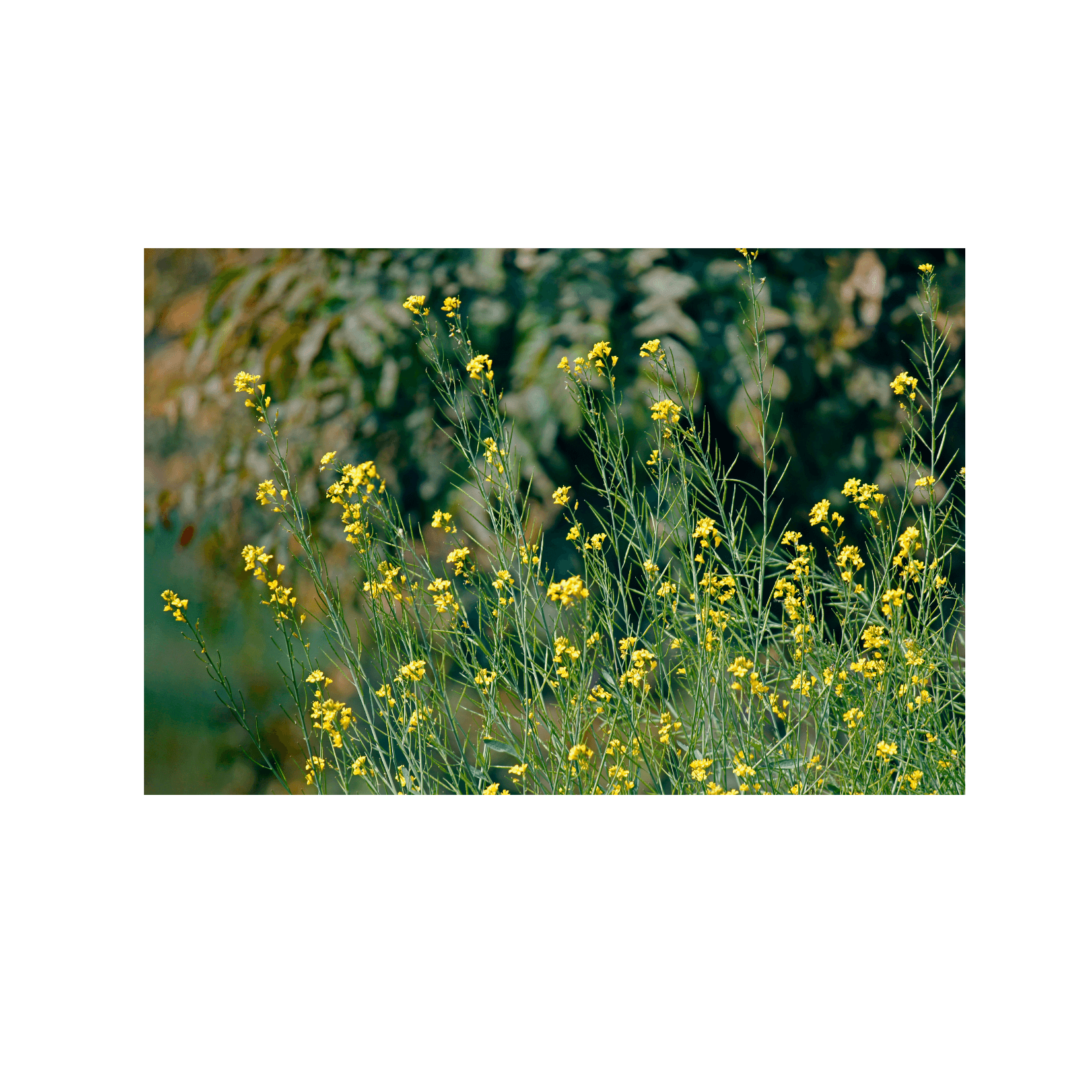 schwarzer Senf, Brassica nigra, Glucosinolate, Photosensibilisierung